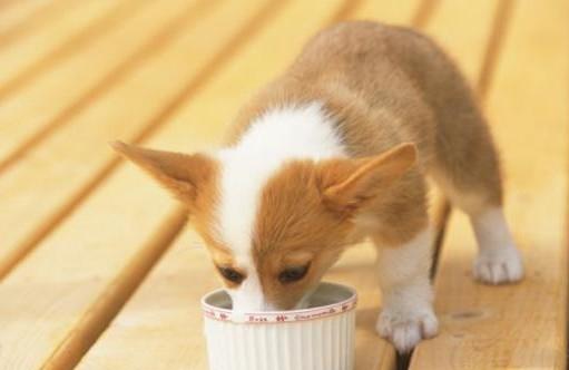 小狗驱虫后几个小时可以喂食
