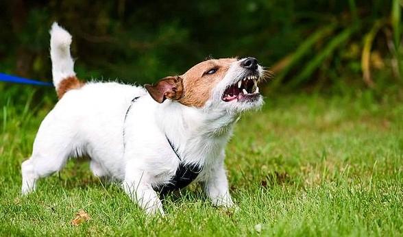 狗狗为什么不会凶人