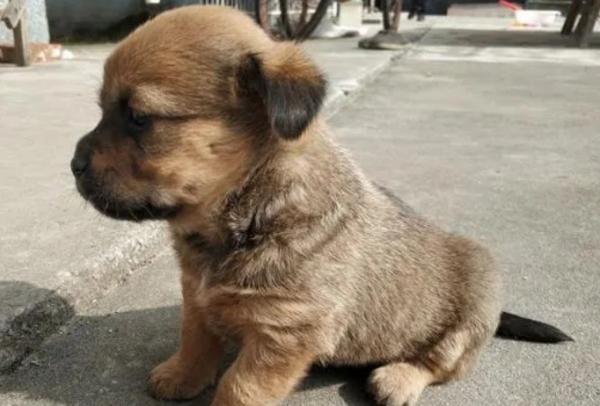 咖啡色土狗幼犬图片-图1