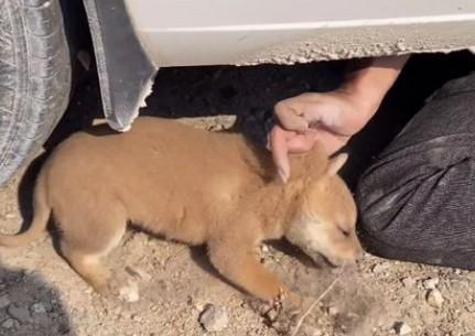 狗在汽车轮胎闻了一下就死了-1