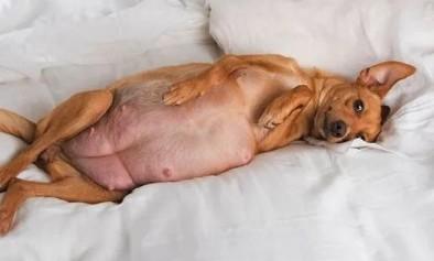 狗狗难产的话，在家怎么处理？-图1