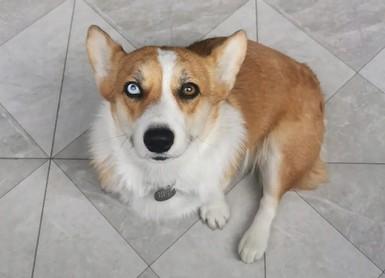 为什么狗狗眼睛有红的血丝呢