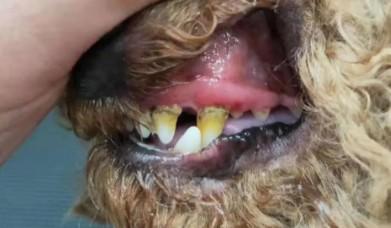 狗狗有牙结石会怎么样啊？-图1
