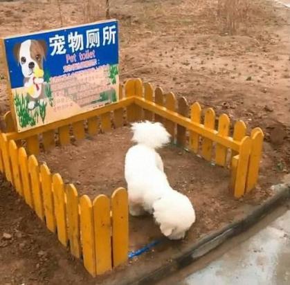 狗厕所放在什么位置好-图2