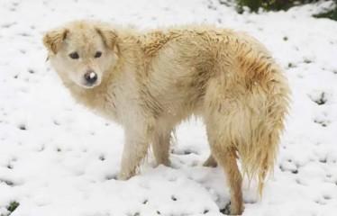狗狗爱钻雪的原因-1