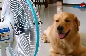 为什么狗狗喜欢热风扇