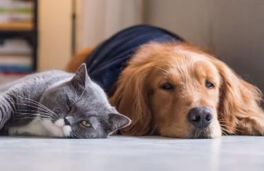 狗为什么会比猫咪听话