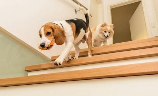 狗狗为什么在家会跑