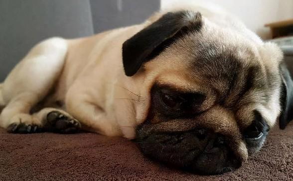 犬瘟热如何治疗呢？-图1