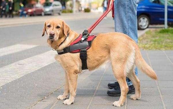 导盲犬是什么种类的狗-图1