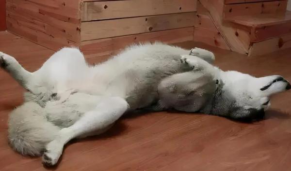 如何从狗狗的睡姿看性格？-图1