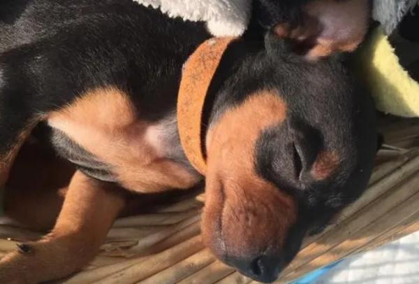 狗狗感染犬瘟初期会吧唧嘴吗怎么办-图1