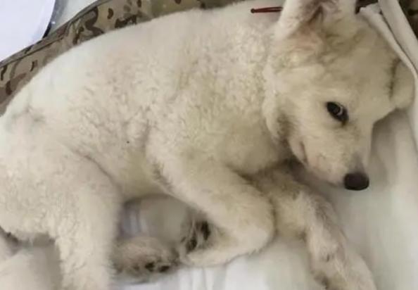 狗狗得细小会有什么反应