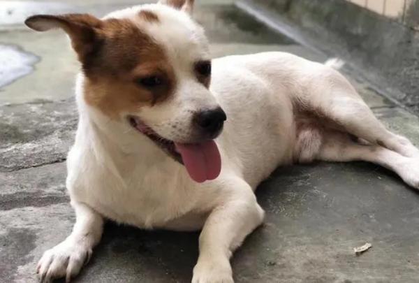 狗狗的腿为什么歪了一下呢