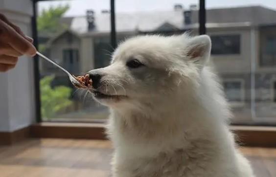狗不能吃盐吗为什么呢