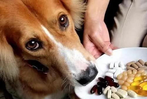 狗狗打虫药吃多了会怎么样吗