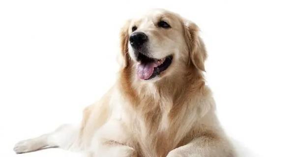 狗狗呕吐食欲不振精神不好是出什么问题了？-图1