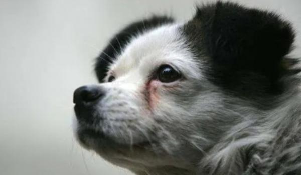狗狗眼睛畏光流泪是为什么原因-图1