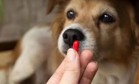 狗狗吃驱虫药多长时间见效-图1