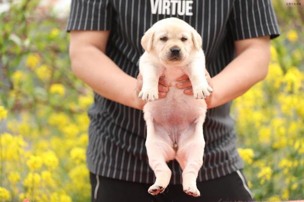 2～3个月的狗狗有狂犬病吗-图1