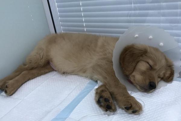 狗狗被传染犬瘟多久会发病-图1
