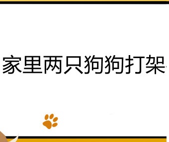 家里两只狗狗打架要不要阻止-图1