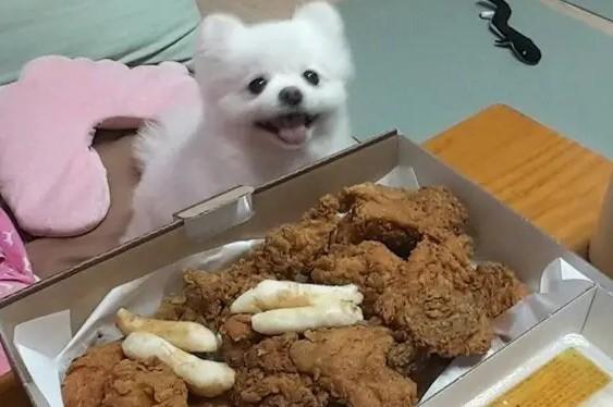 狗狗可以吃一点炸鸡吗-图1