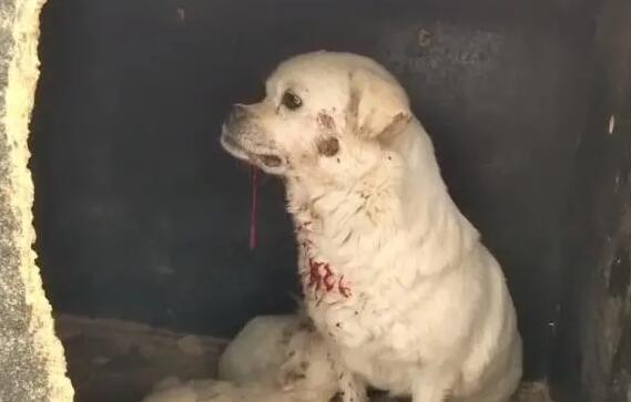 狗狗为什么吐血死亡了
