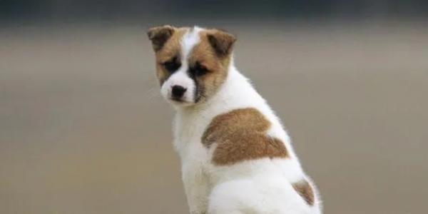 狗经常吃猫粮会怎么样？-图1