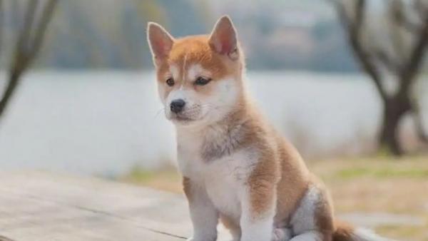 狗狗有弓形虫会怎么样？