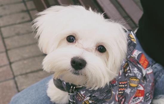 犬布氏杆菌病症状-图1