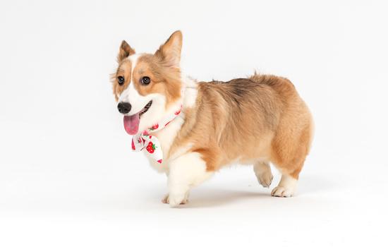 柯基犬一周吃几次蛋黄-图1