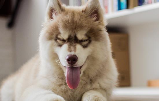 1个月的幼犬能吃蛋黄吗-图1