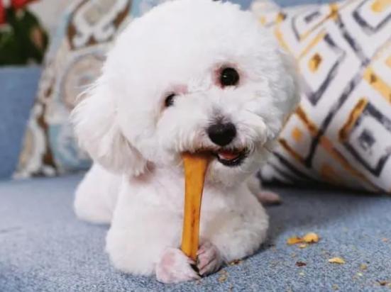 狗多久吃一次磨牙棒？-图1