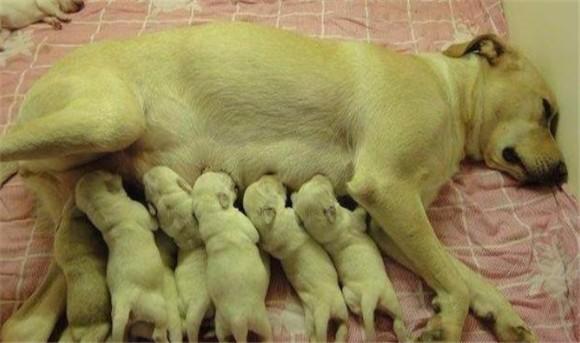 生狗崽母狗吃什么补营养