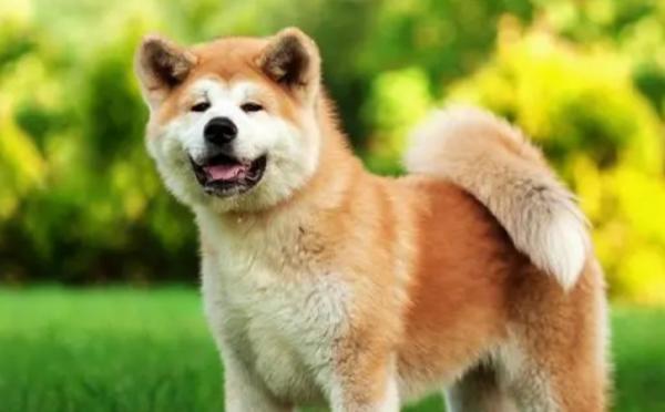 日本国犬秋田多少钱-图1