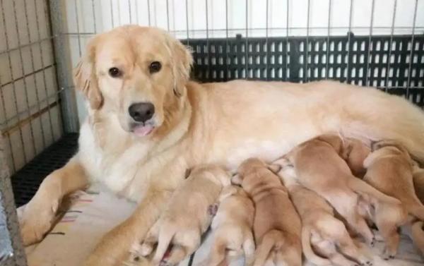 繁殖犬的寿命会短命吗-图1