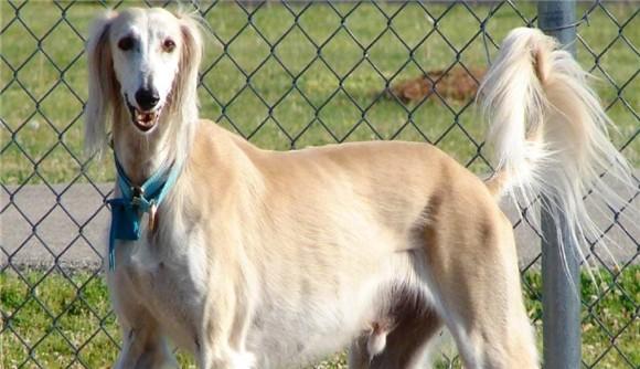 萨路基犬攻击性强吗