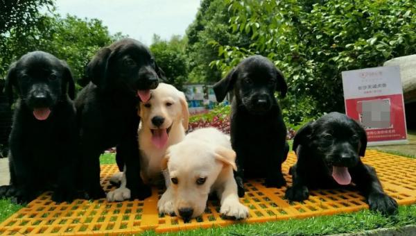 长沙犬舍市场在哪里-图1