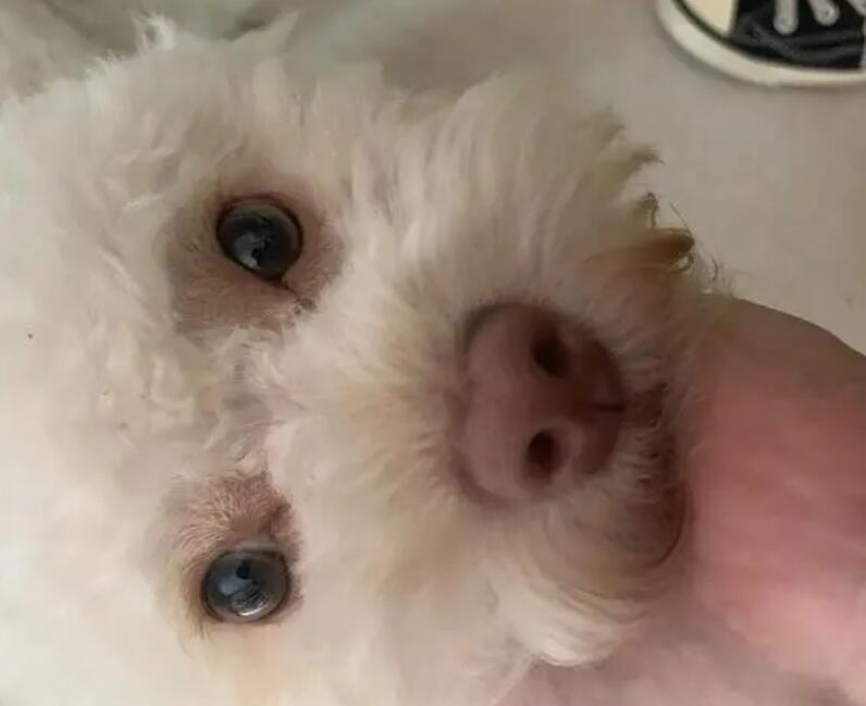 狗狗鼻子为什么颜色会变淡了