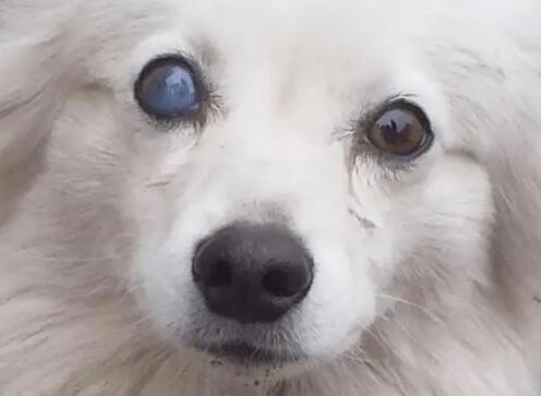 狗一只眼睛变蓝浑浊怎么办