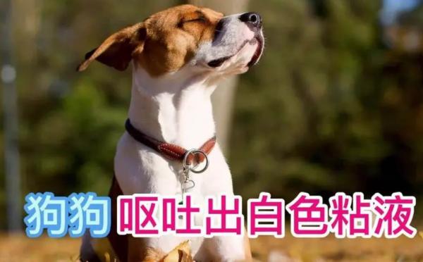 狗狗吐白色痰一样的东西-图1