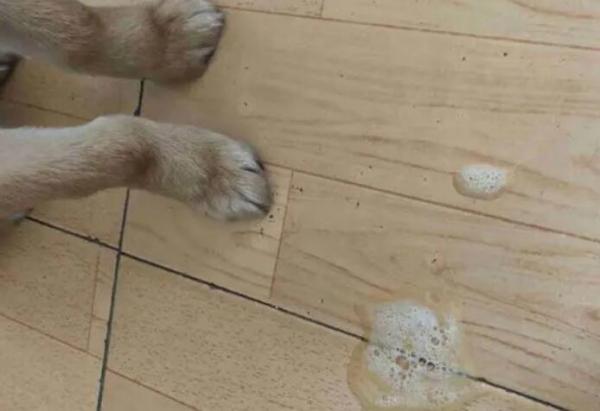 狗频繁呕吐白色粘液