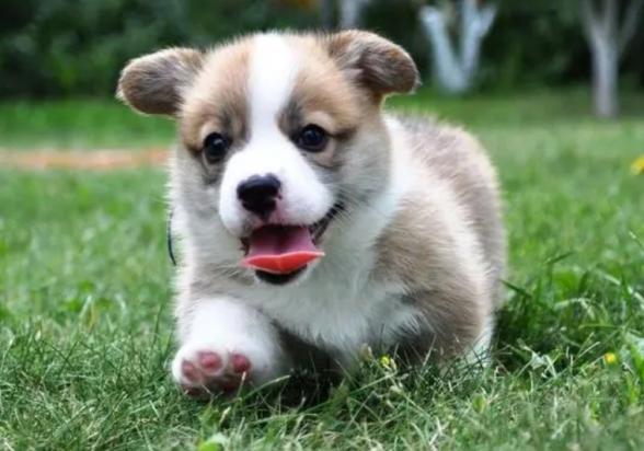 幼犬和成犬年龄划分-图1