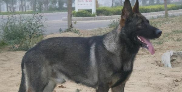 狼青犬智商相当于几岁-图1