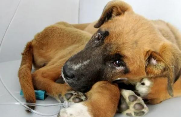犬细小怎么治疗用药