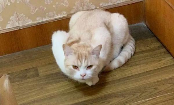 猫咪老是母鸡蹲还很瘦