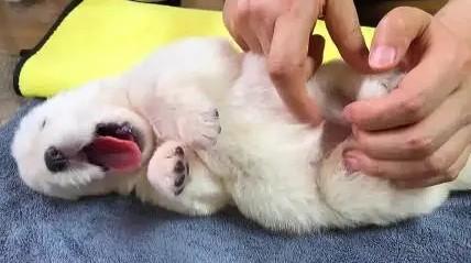 小狗老是挠痒痒是为什么呢