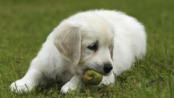 狗自己会产生狂犬病吗？-图1