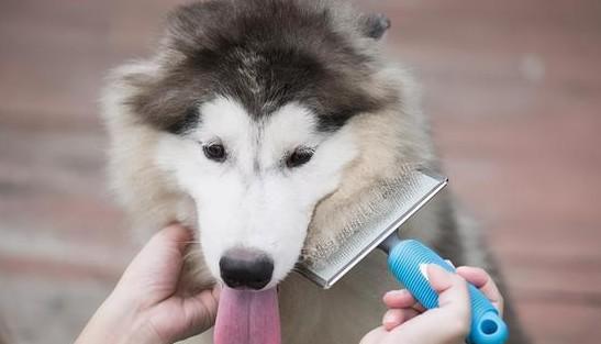为什么狗狗不打理毛